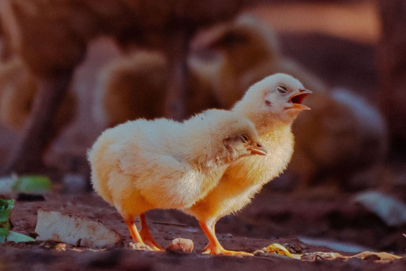 Two yellow chicks standing on bare earth scattered with small stones