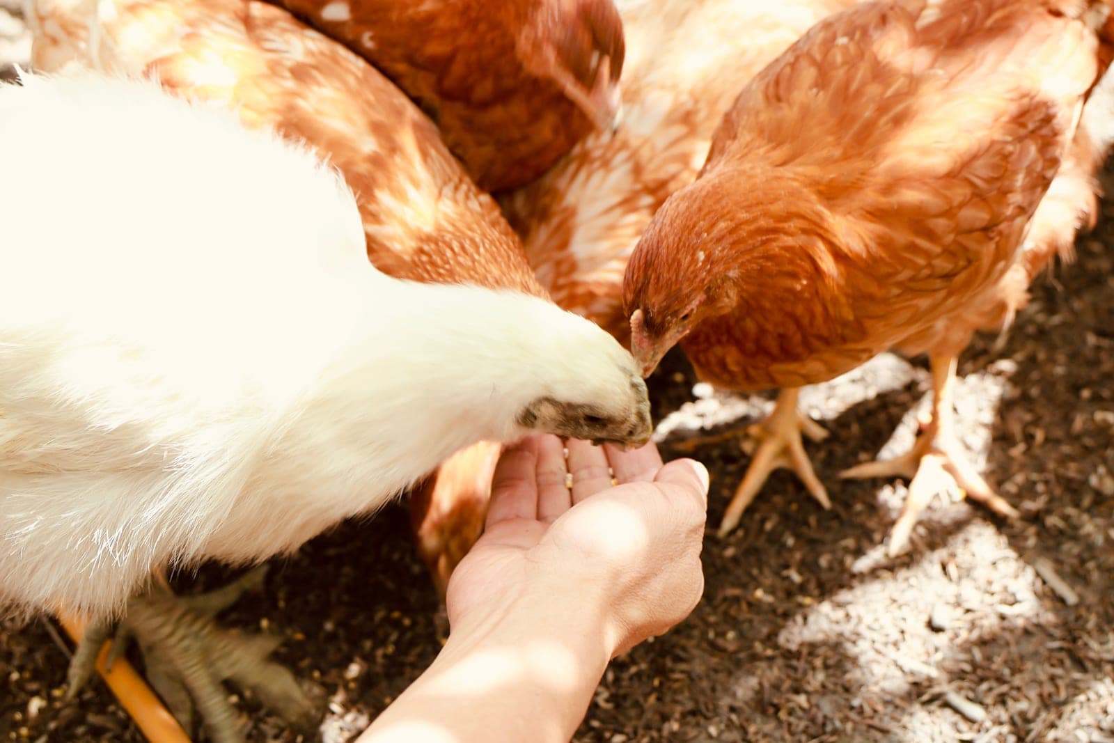 A cupped hand holding crumbled chicken feed