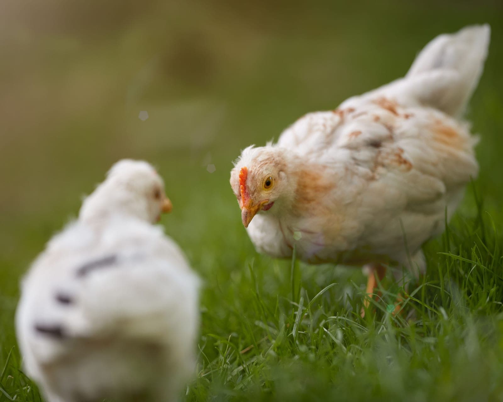 Young pullets standing outdoors on grass