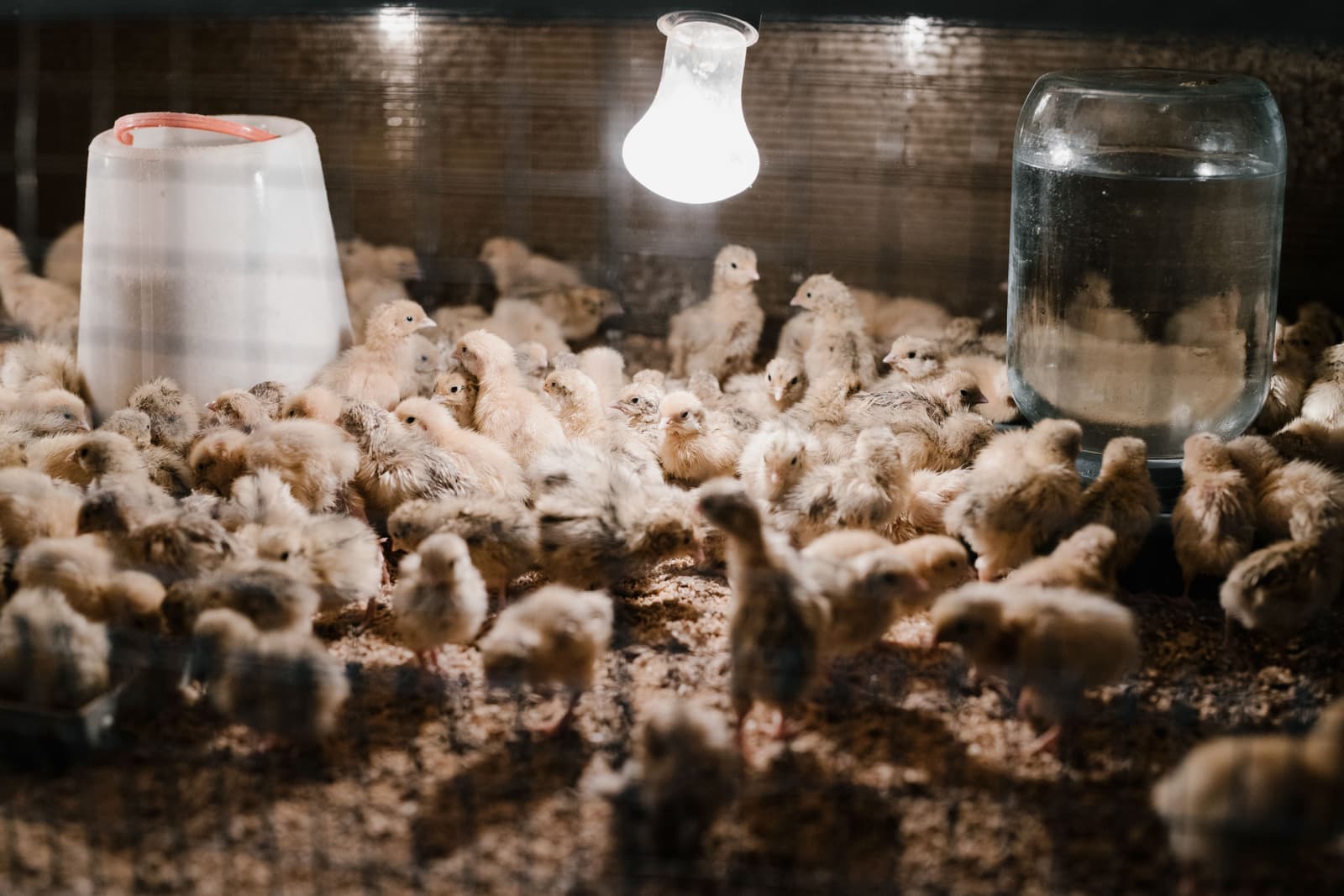 Chicks in a cardboard brooder box lined with wood shavings