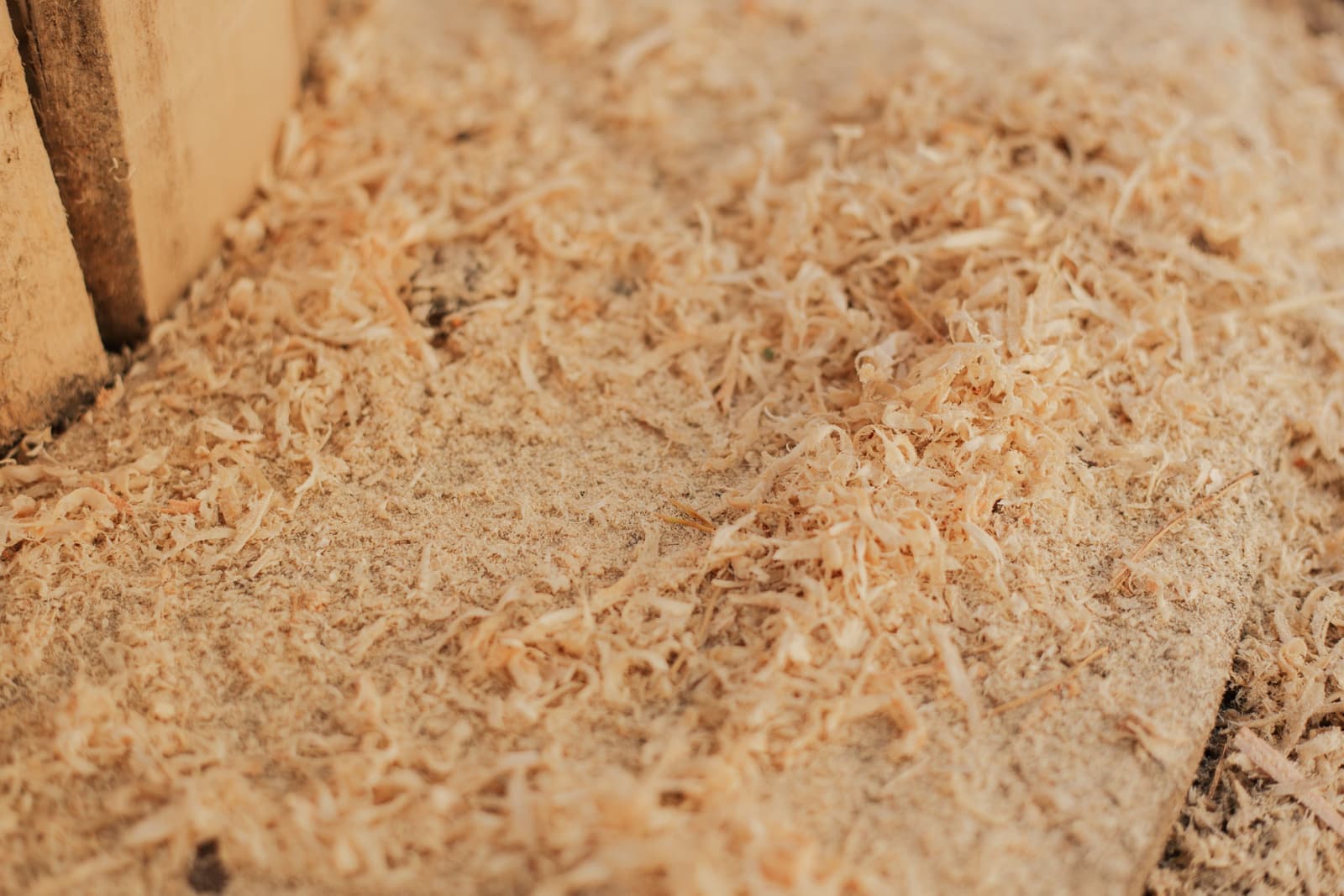 A pile of clean pine wood shavings