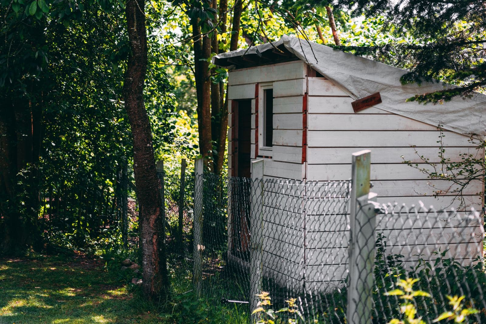 A small white-boarded garden shed with a tarpaulin over its roof, behind a chain-link fence in a wooded backyard