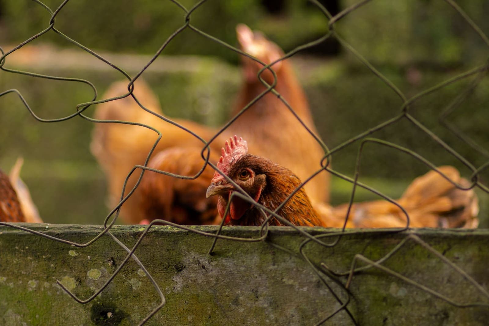 Chickens looking out through the wire mesh of a run