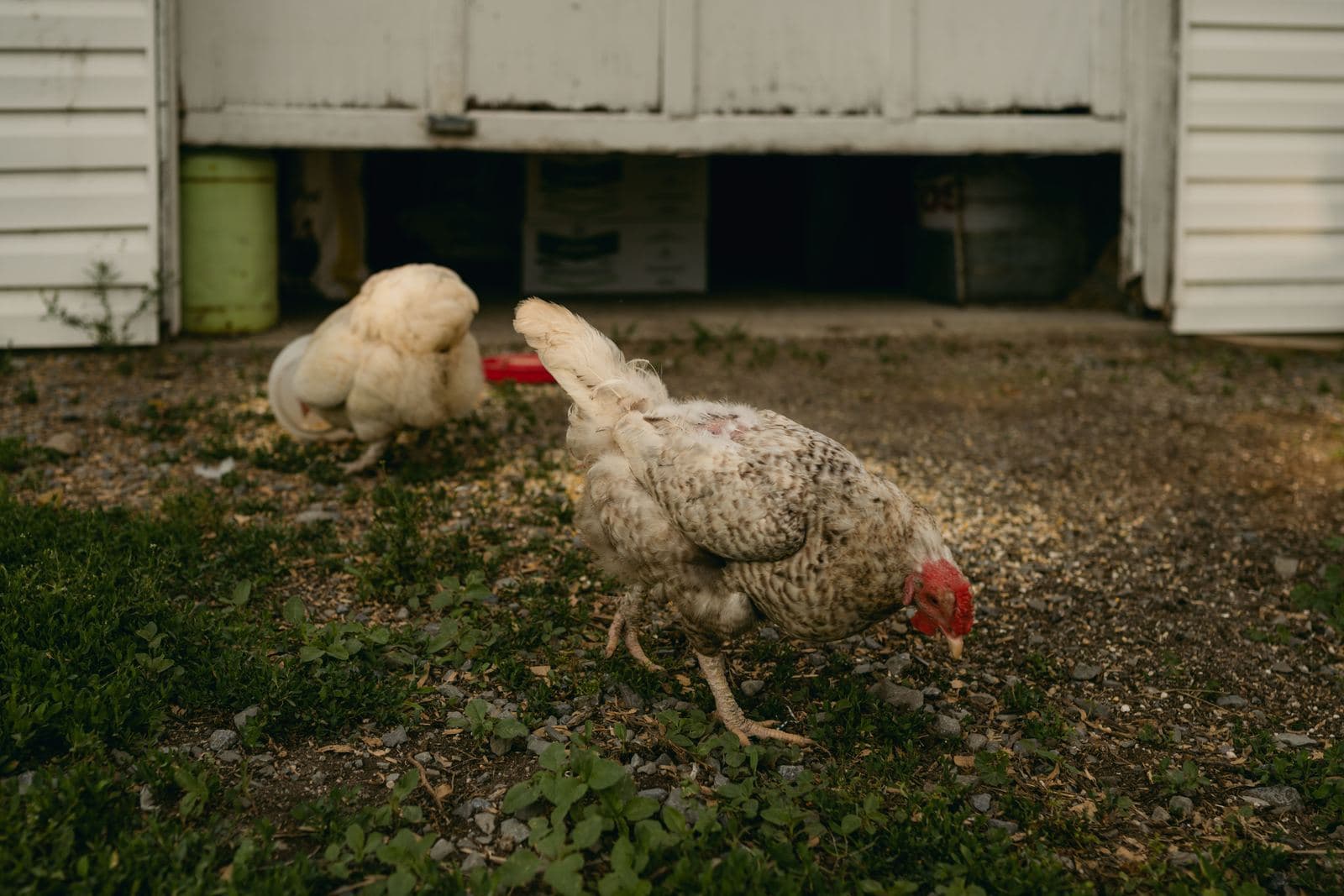 Two pale hens foraging on gravel and patchy grass beside a white outbuilding