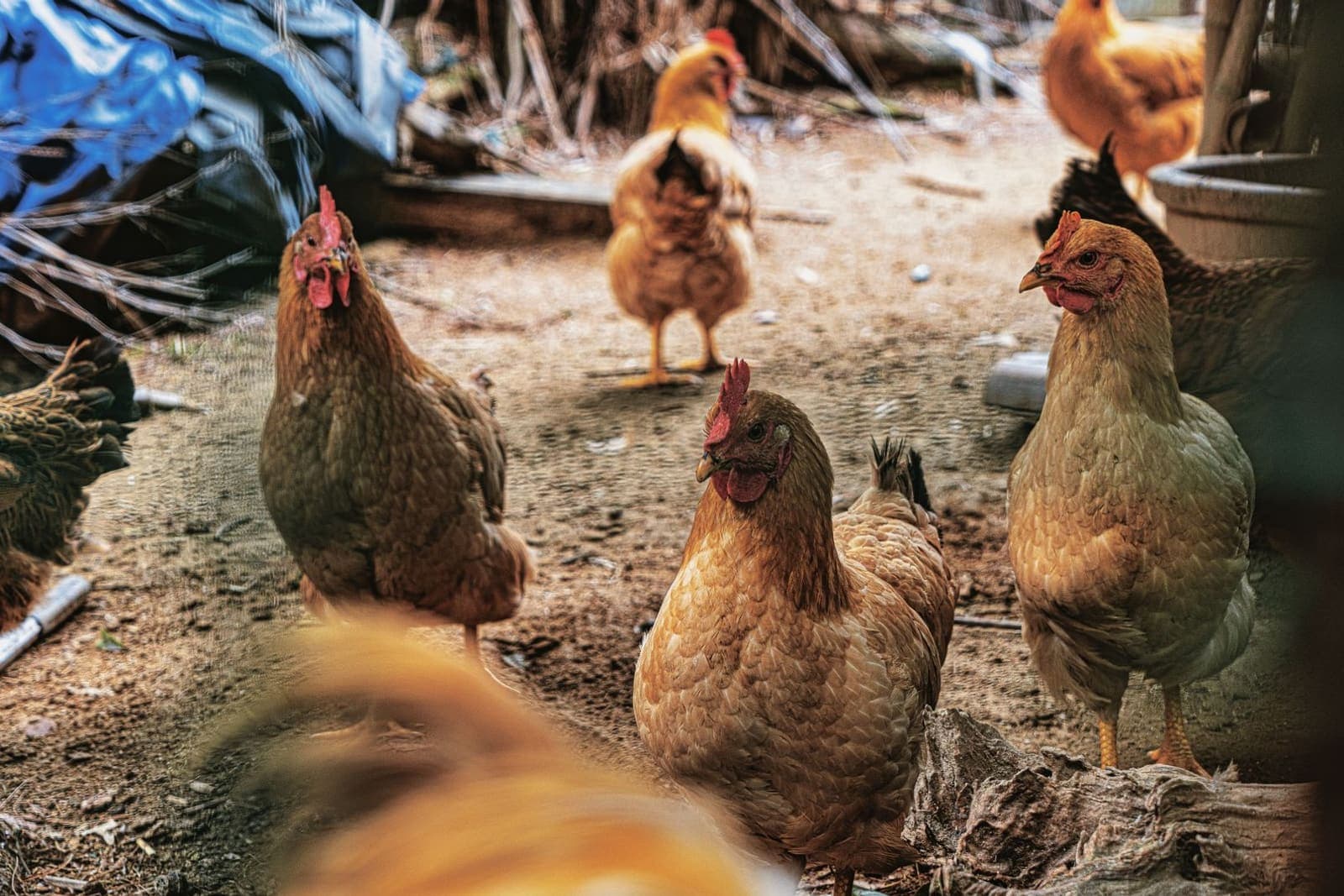 A flock of hens ranging across an open farmyard