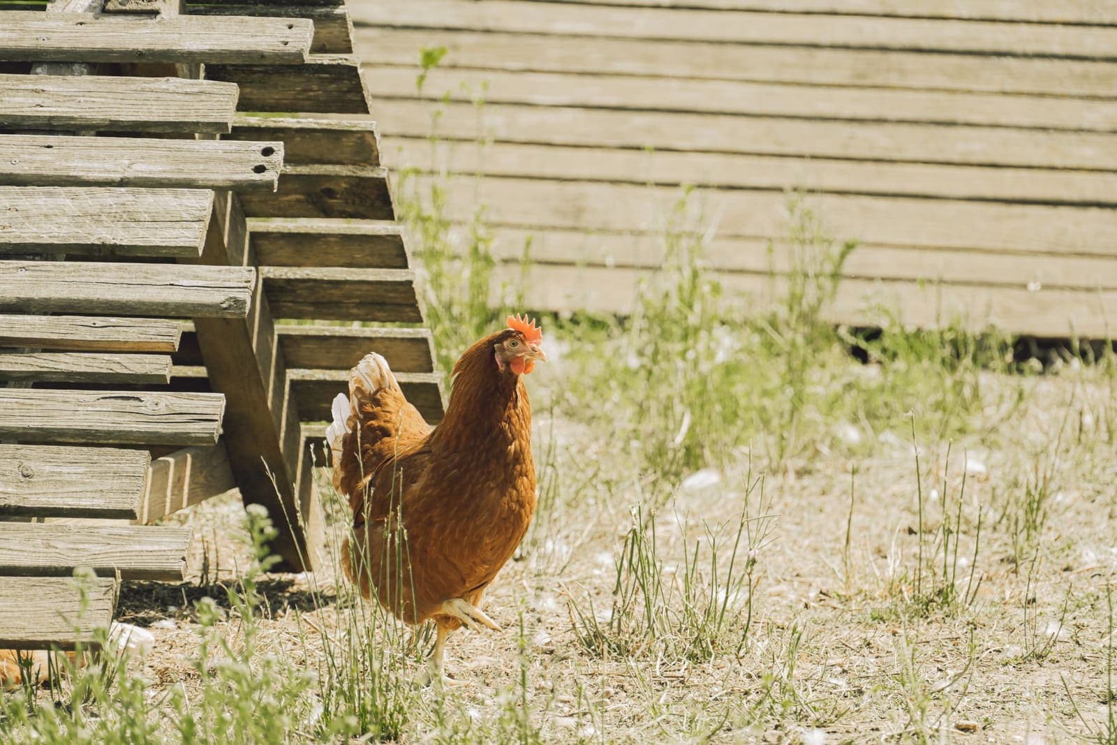 A brown hen outside a wooden chicken coop in the sun