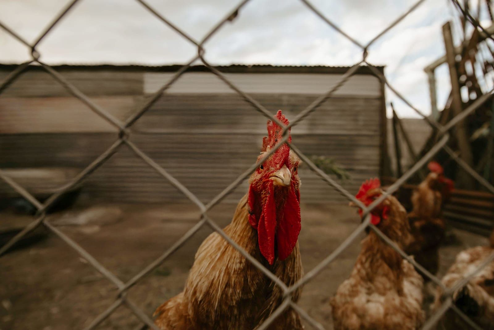 A chicken coop with an attached wire run on grass