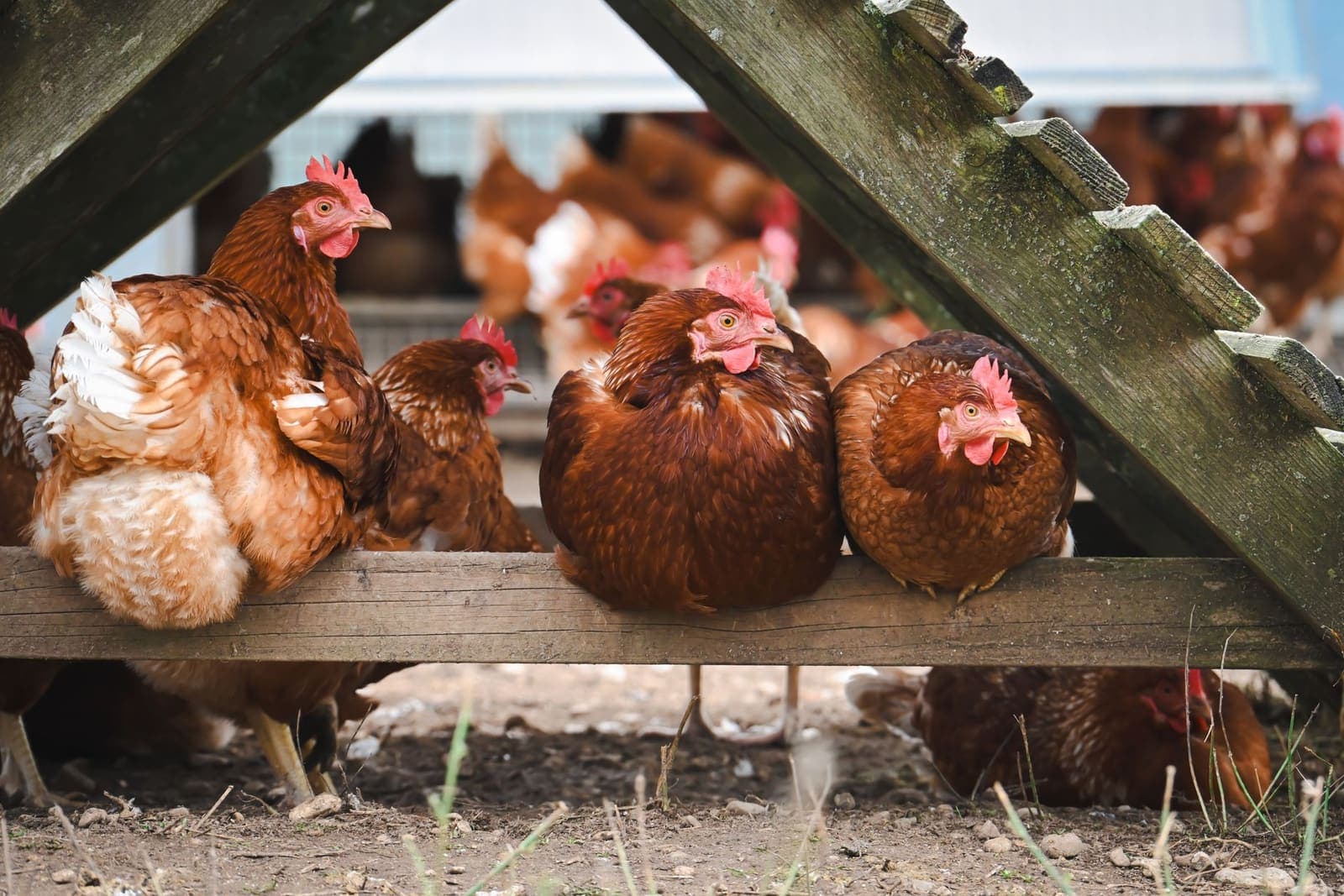 Hens resting in the shade under a raised wooden coop