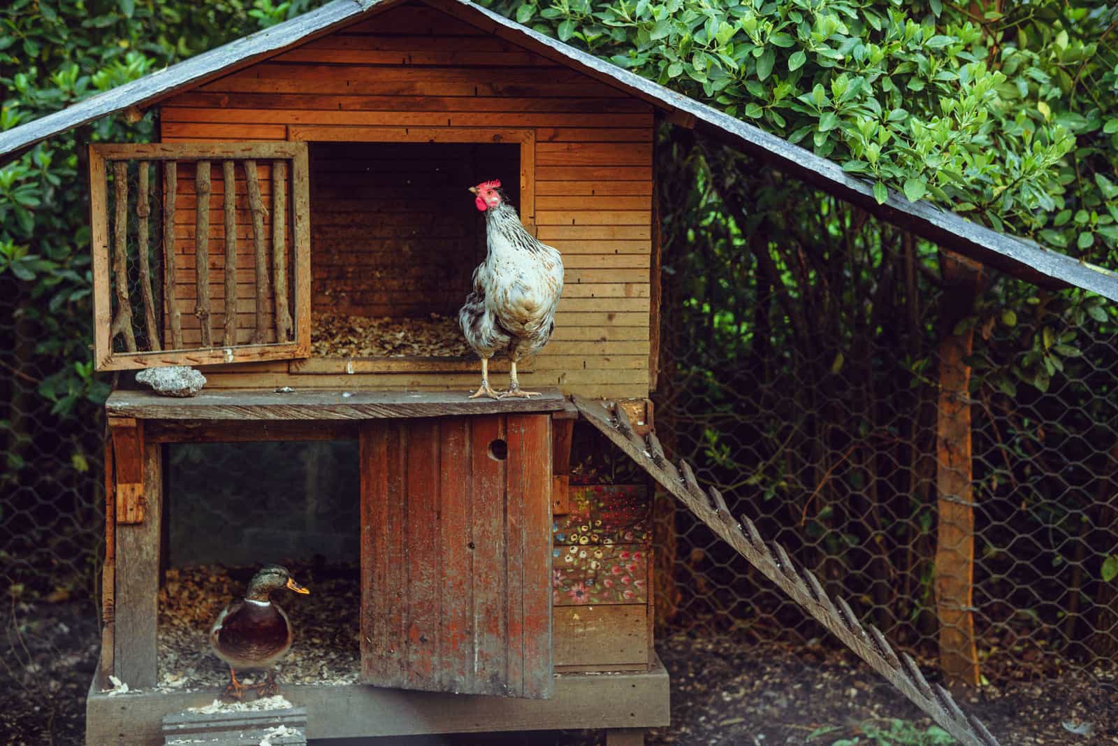A raised backyard chicken house with a ramp