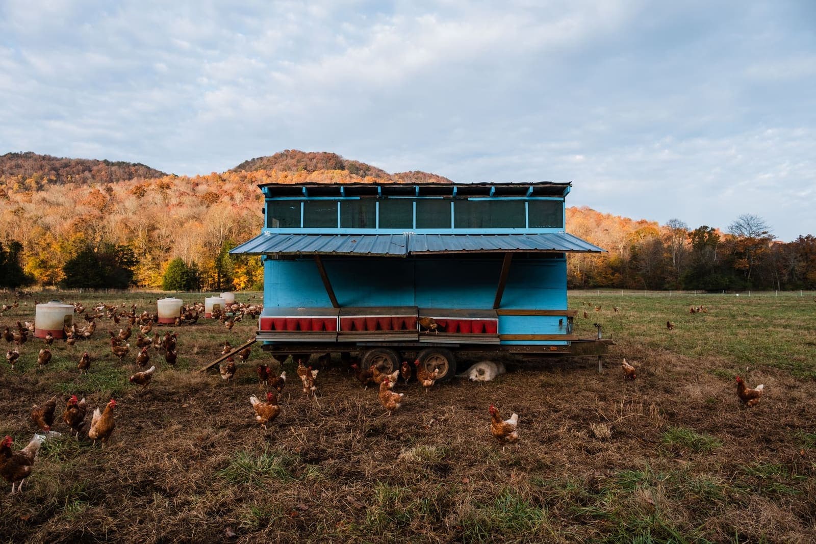 Chickens ranging beside a large wooden coop on a farm
