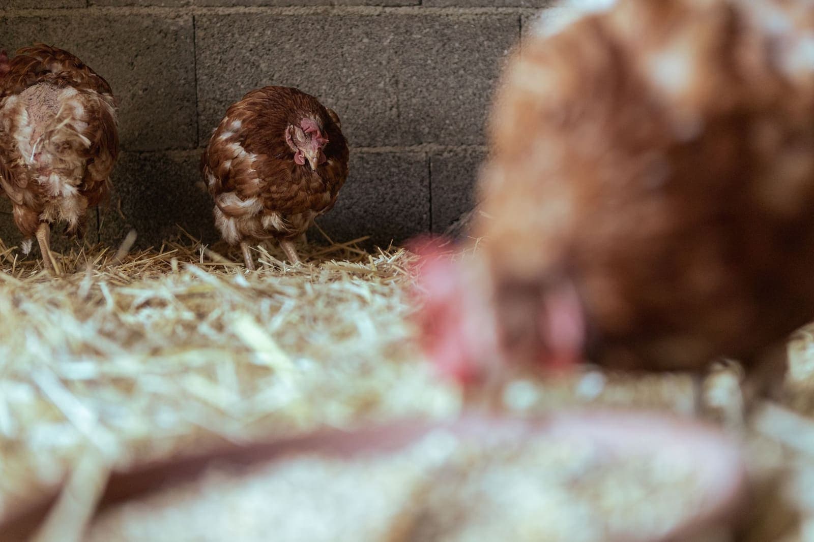 Brown hens standing on deep straw bedding inside a coop