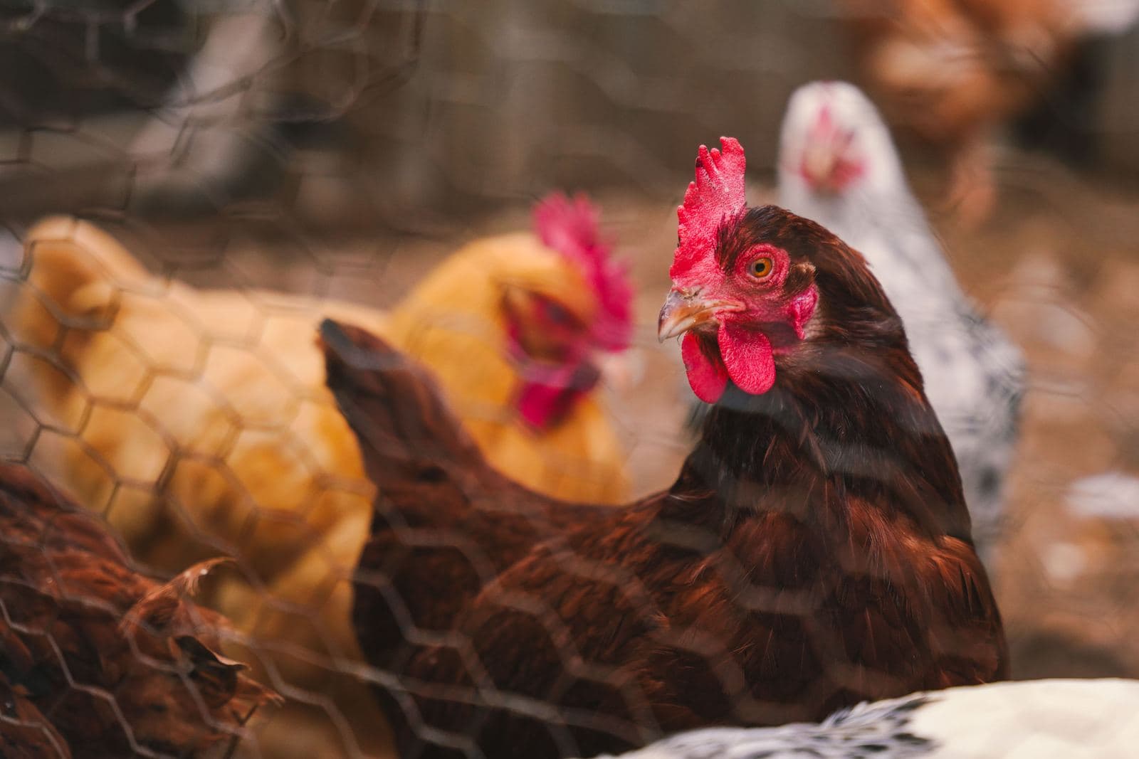 Hens seen through the hexagonal wire mesh of a run
