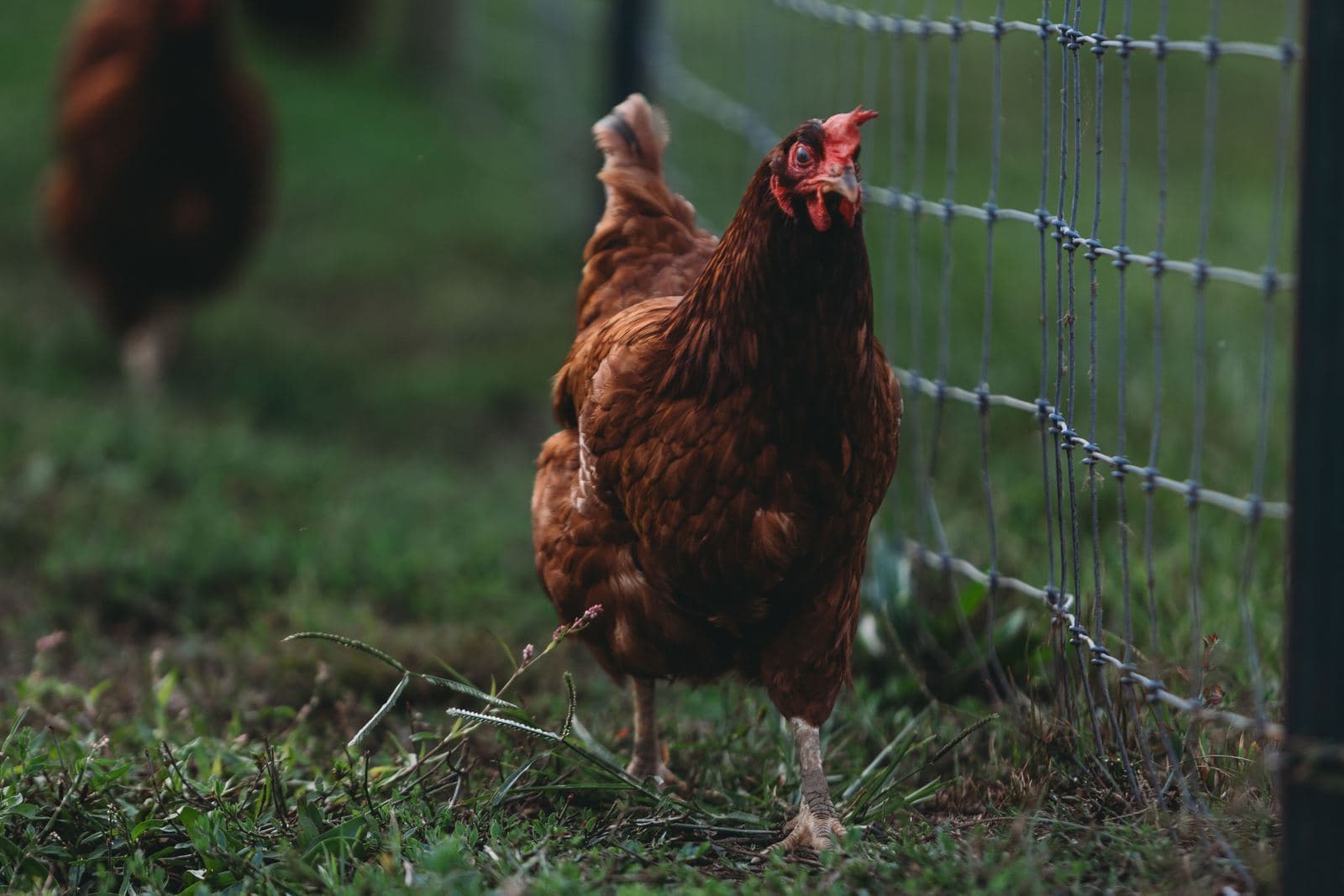 A brown hen standing beside a wire mesh fence on grass