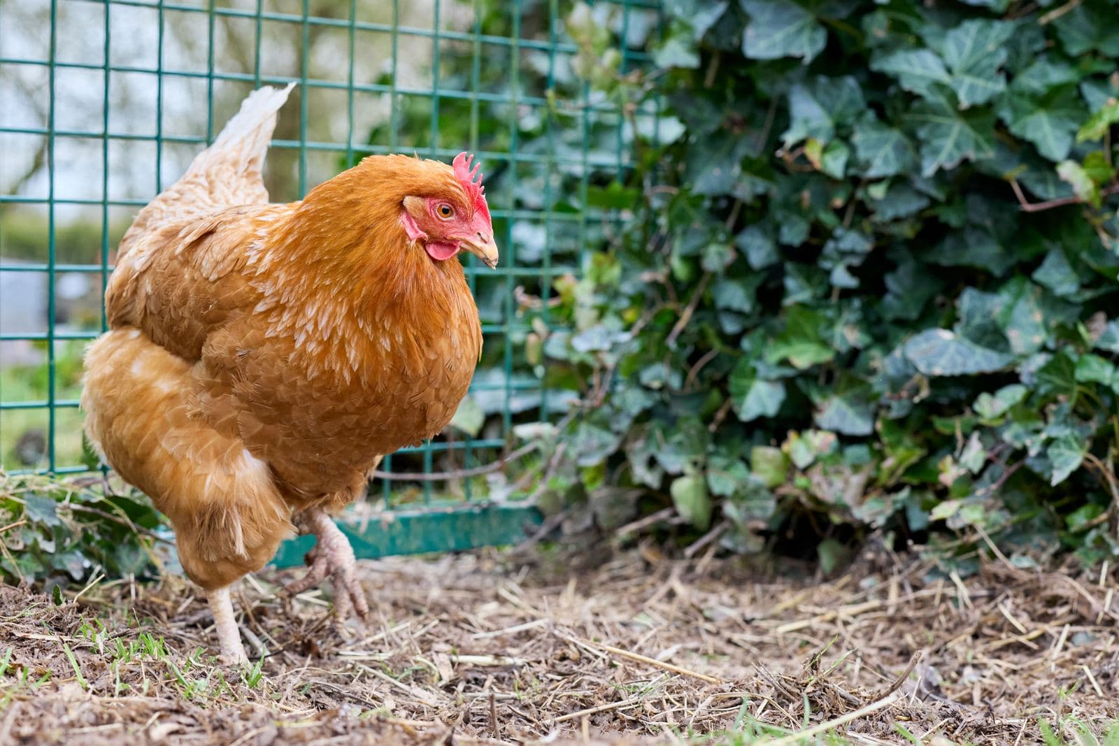 A buff hen walking along bare soil beside a green wire garden fence, with ivy growing behind it