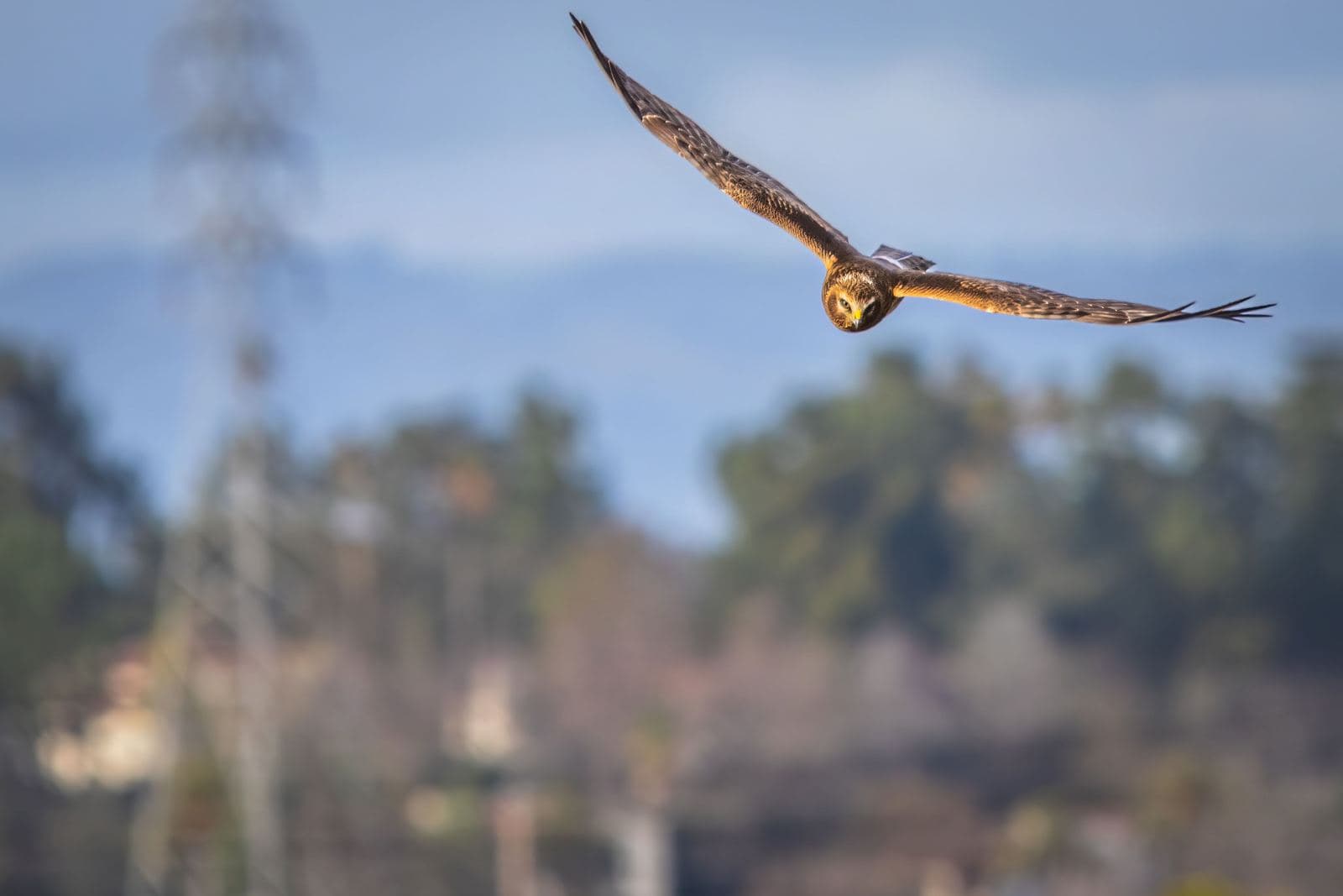 A brown harrier flying head-on with its wings fully spread, above blurred trees and rooftops
