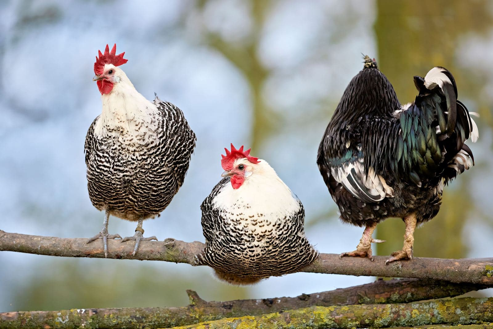 Three chickens perched side by side on a bare branch