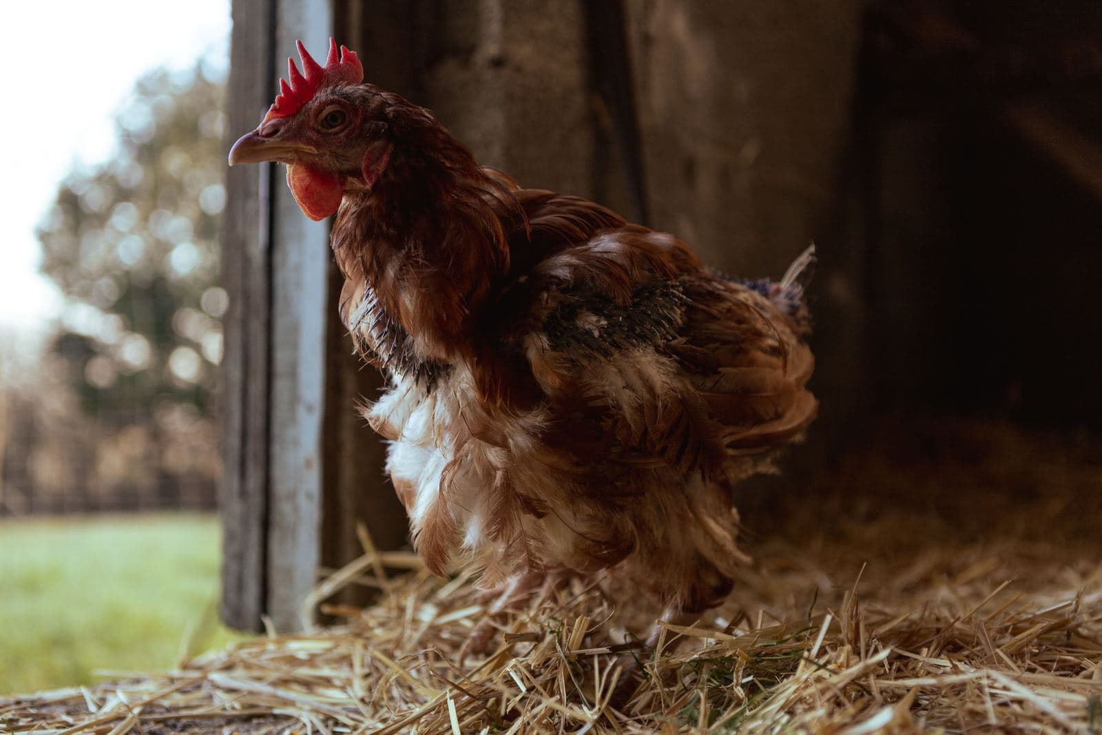 A brown hen standing on straw just inside an open wooden coop door, with daylight and grass beyond