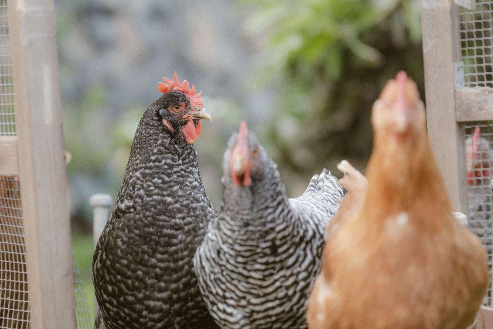 Three hens inside a wooden coop framed by wire mesh