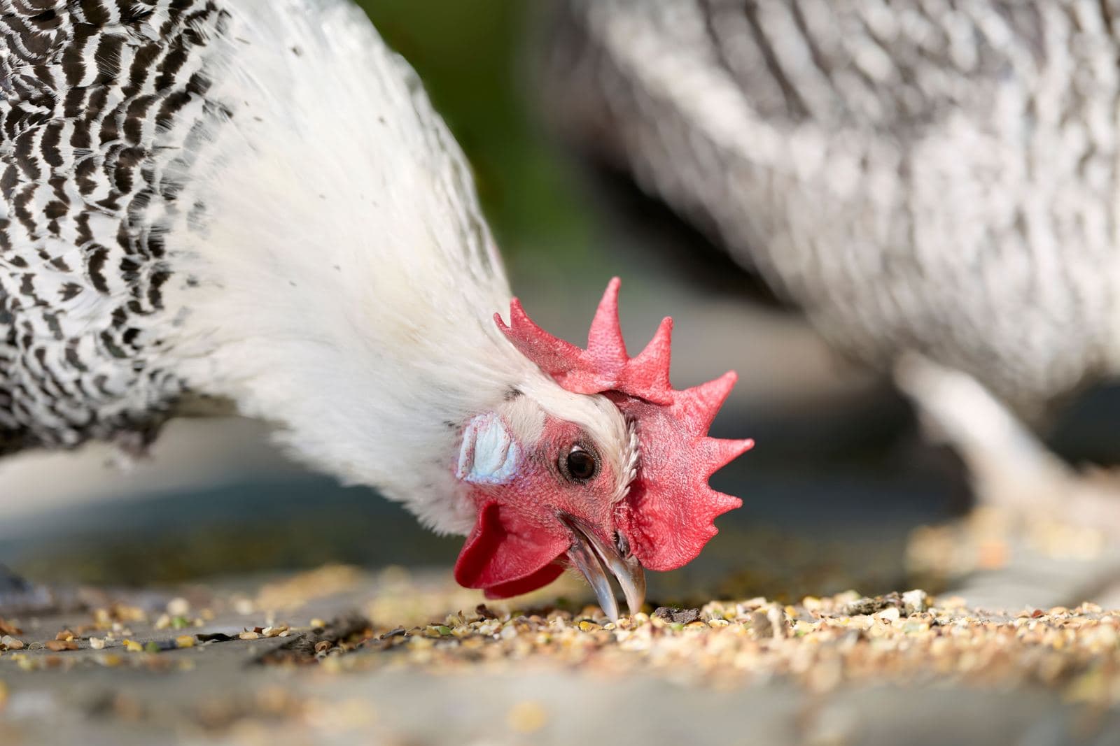 A speckled hen pecking scattered grain from the ground