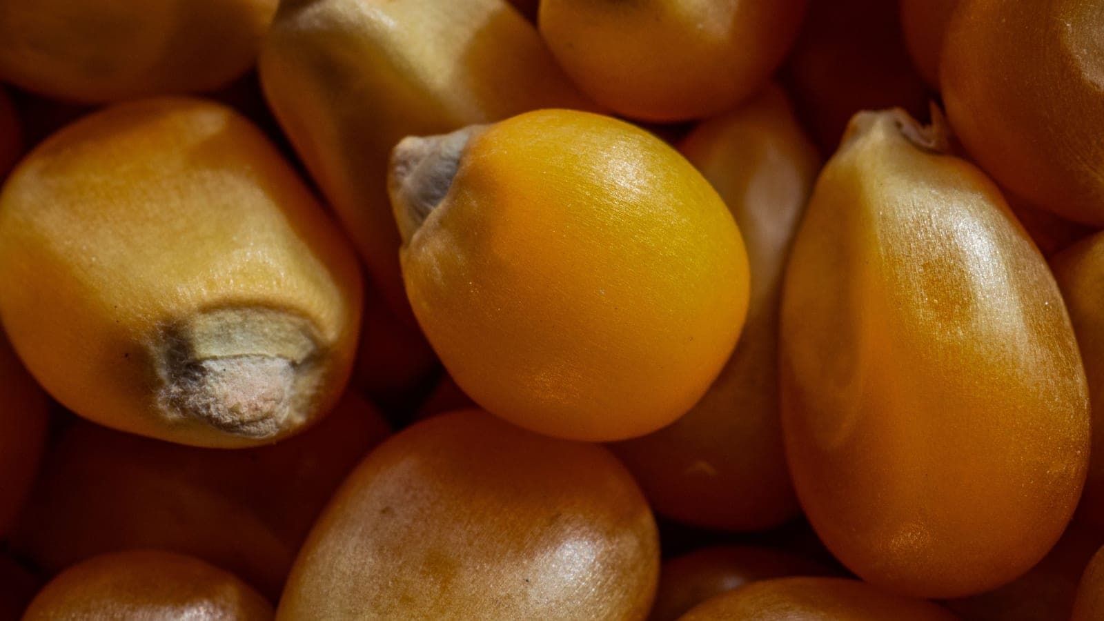 A close-up of mixed grain and corn