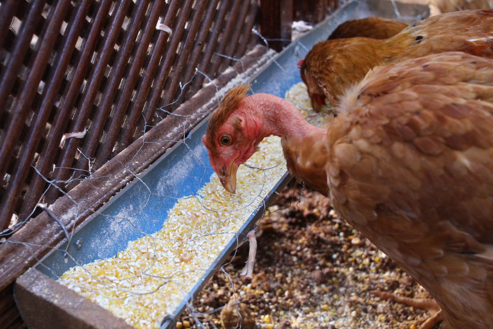 A metal poultry feeder standing in a run