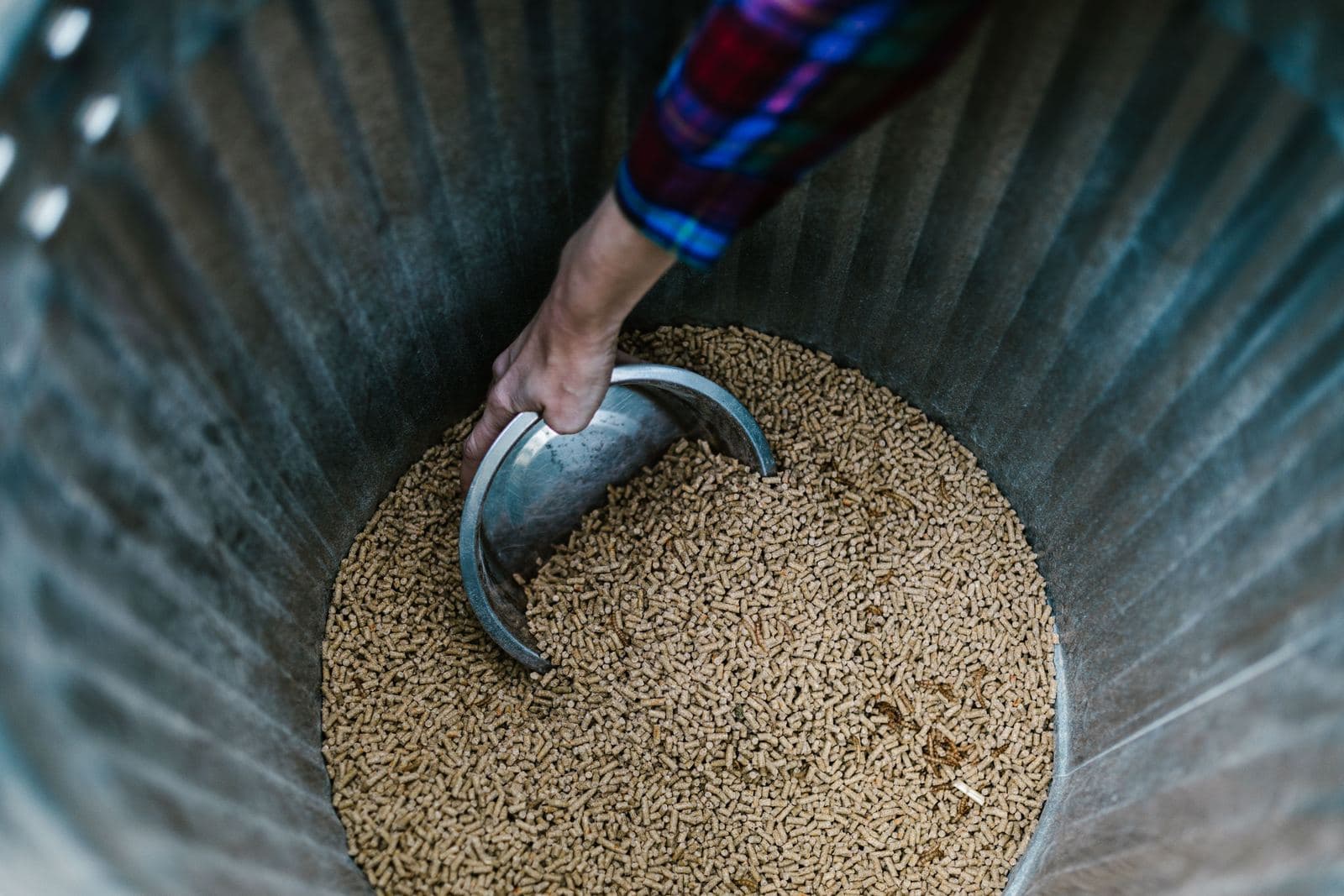 A hand scooping pelleted chicken feed from a galvanized bin