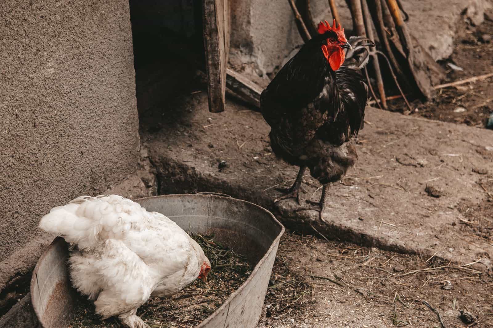 Chickens gathered around a feeding trough