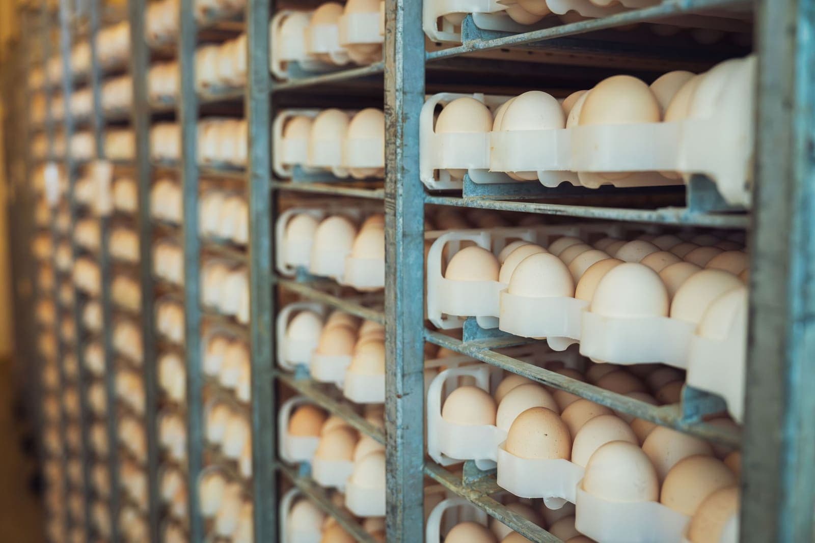 Rows of eggs stored upright in a metal rack
