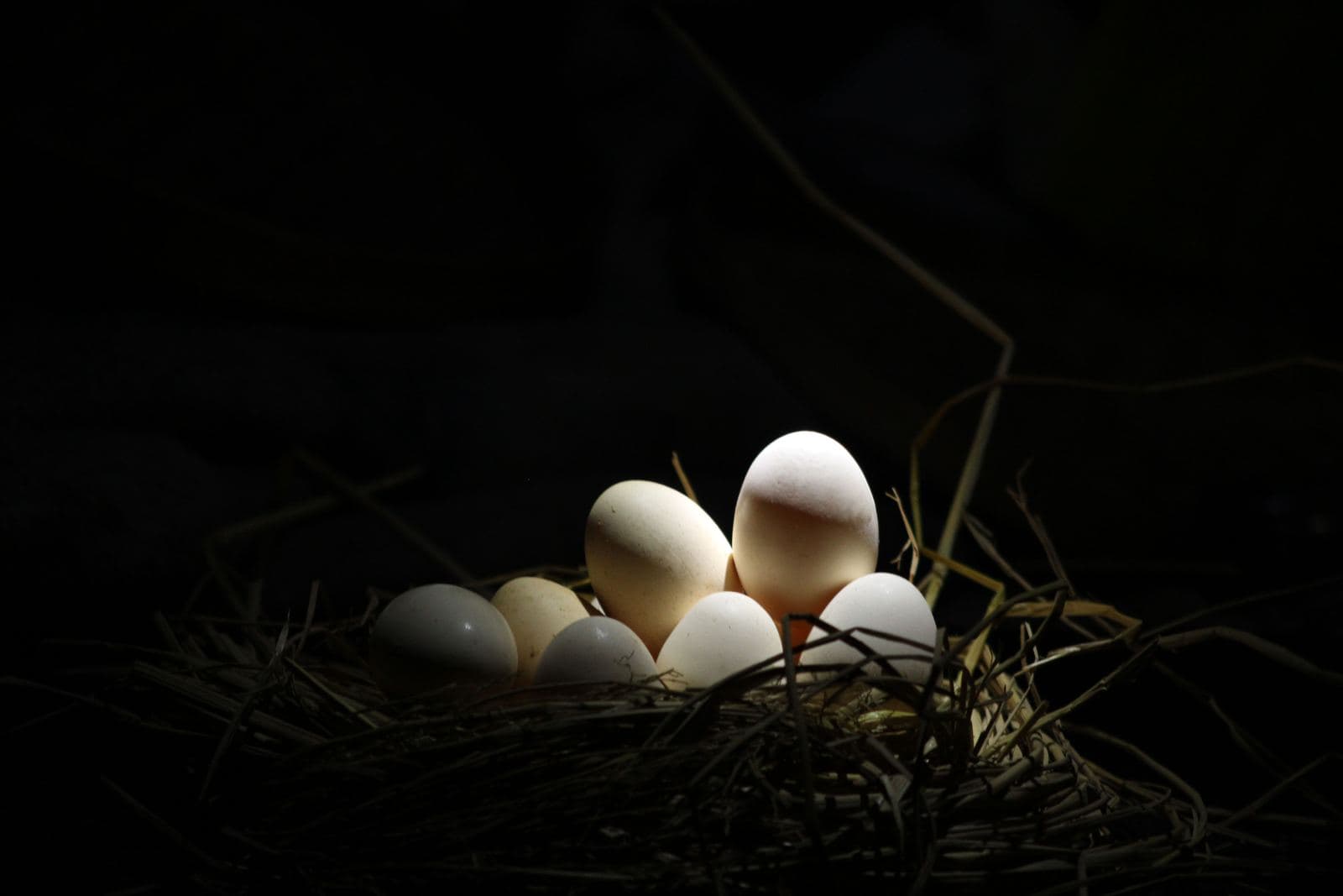 A clutch of pale eggs in a straw nest, picked out by a narrow beam of light against a dark background
