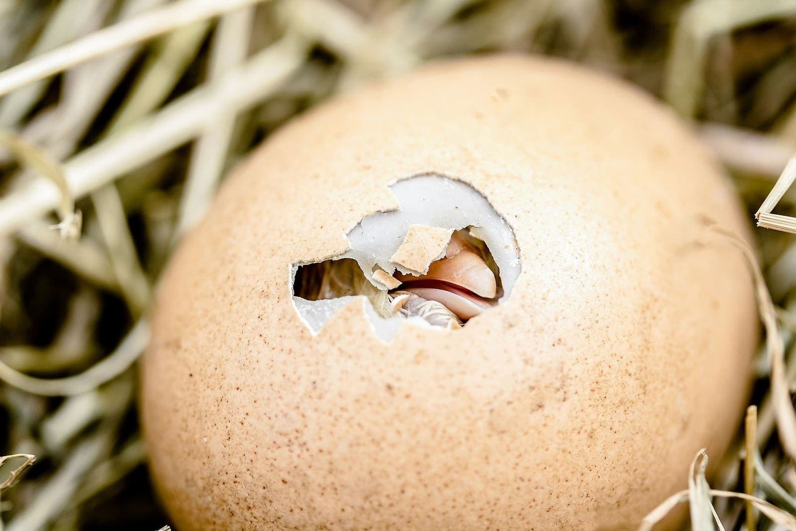 A chicken egg hatching, with the chick breaking through the shell