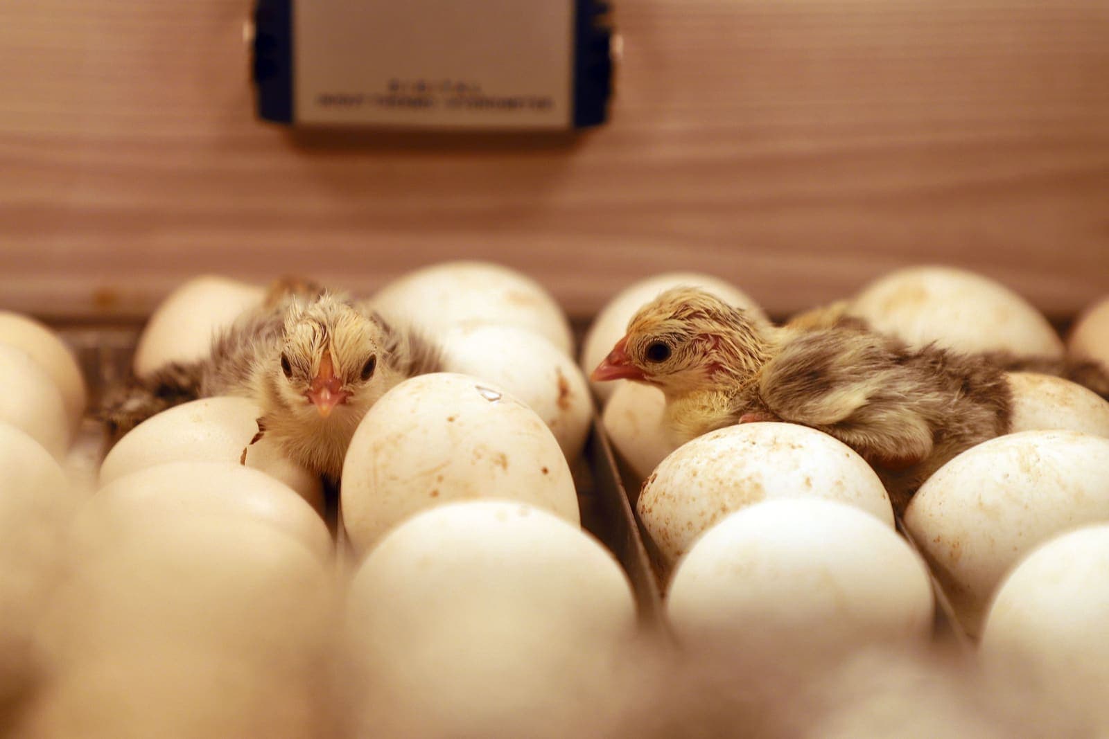 Two damp newly hatched chicks among eggs on an incubator tray, with a digital thermometer behind