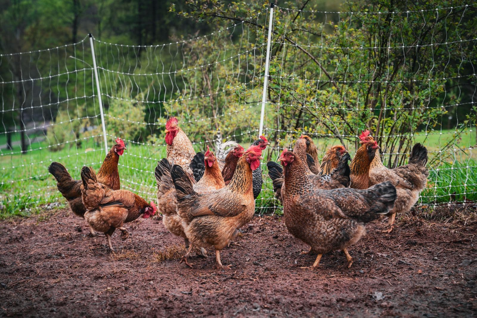 A mixed flock of hens on bare earth behind white electric poultry netting