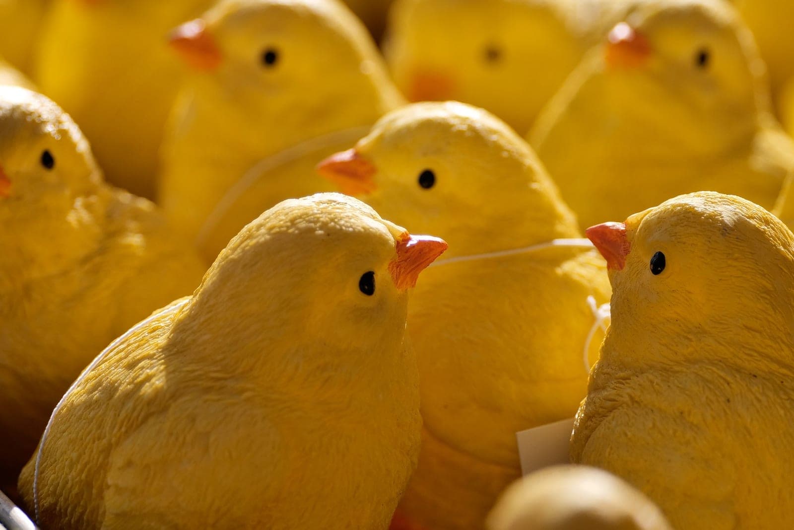 Day-old yellow chicks on wood shavings under warm light