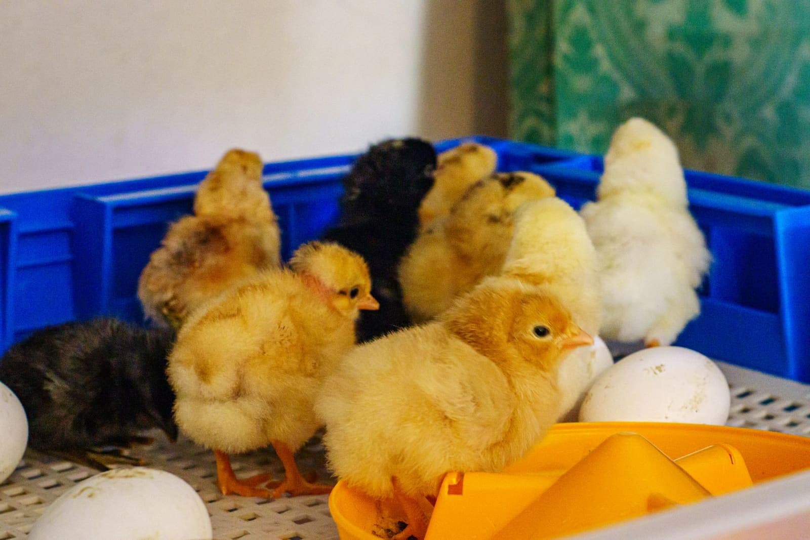 Newly hatched chicks and unhatched eggs inside an incubator