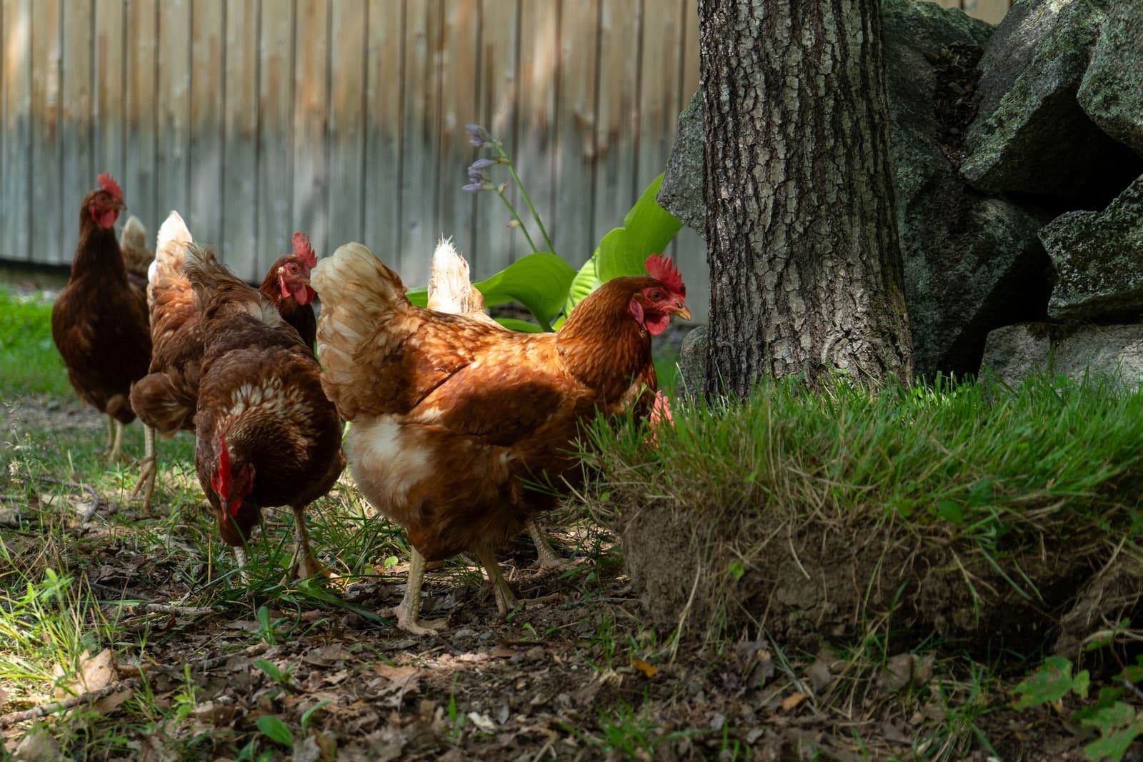 Five similar red-brown hens foraging on bare ground beside a tree, none of them wearing a leg band