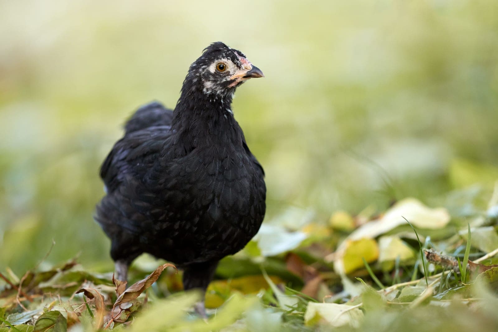 A young pullet standing in a grassy run