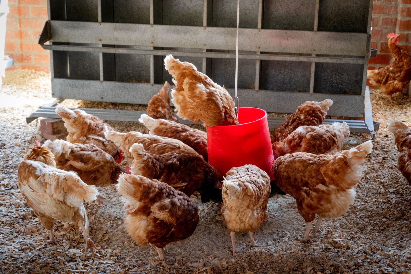 A flock of brown hens crowded around a red hanging feeder on wood-shaving bedding inside a coop