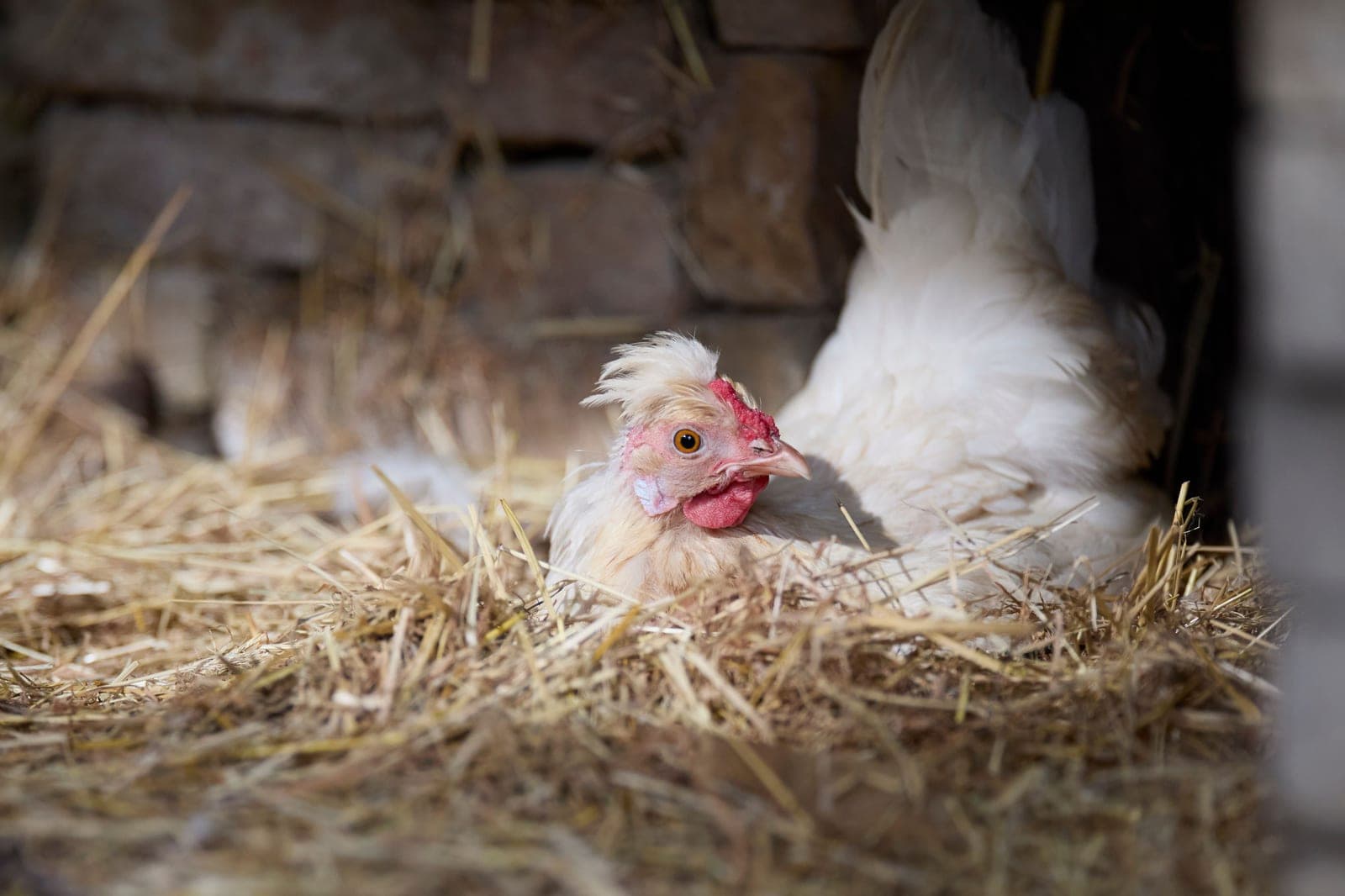 A hen settled in a nest