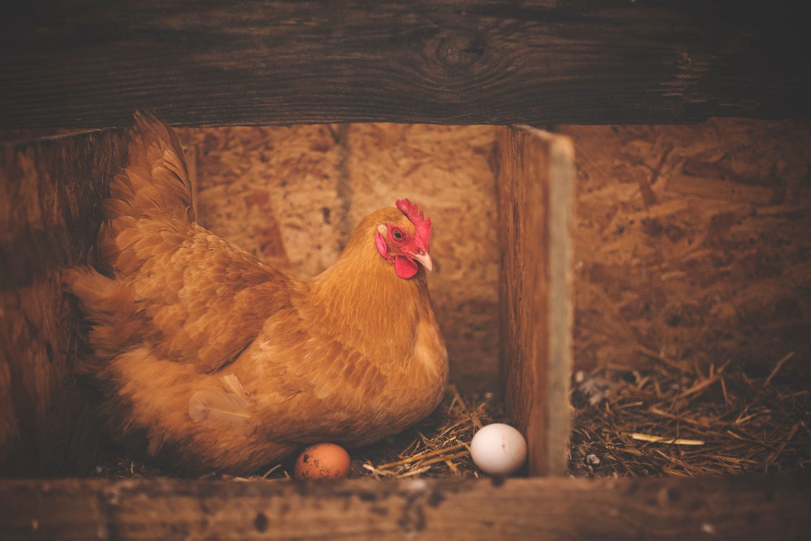 Eggs in a wooden nesting box lined with straw