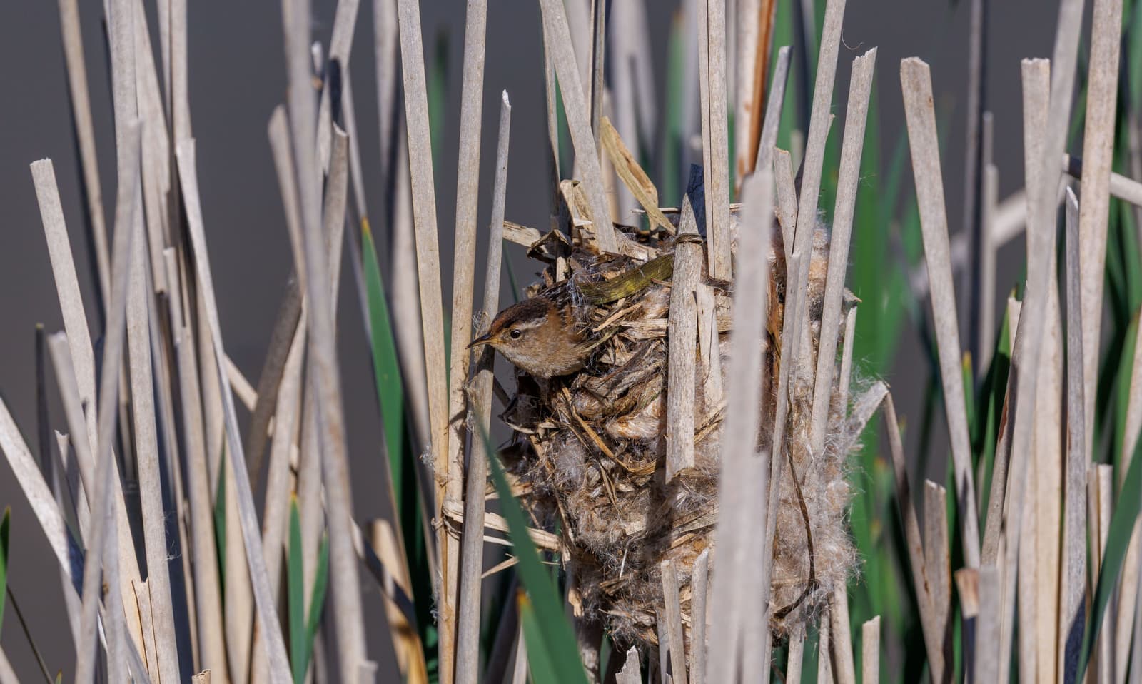 A nest of clean straw