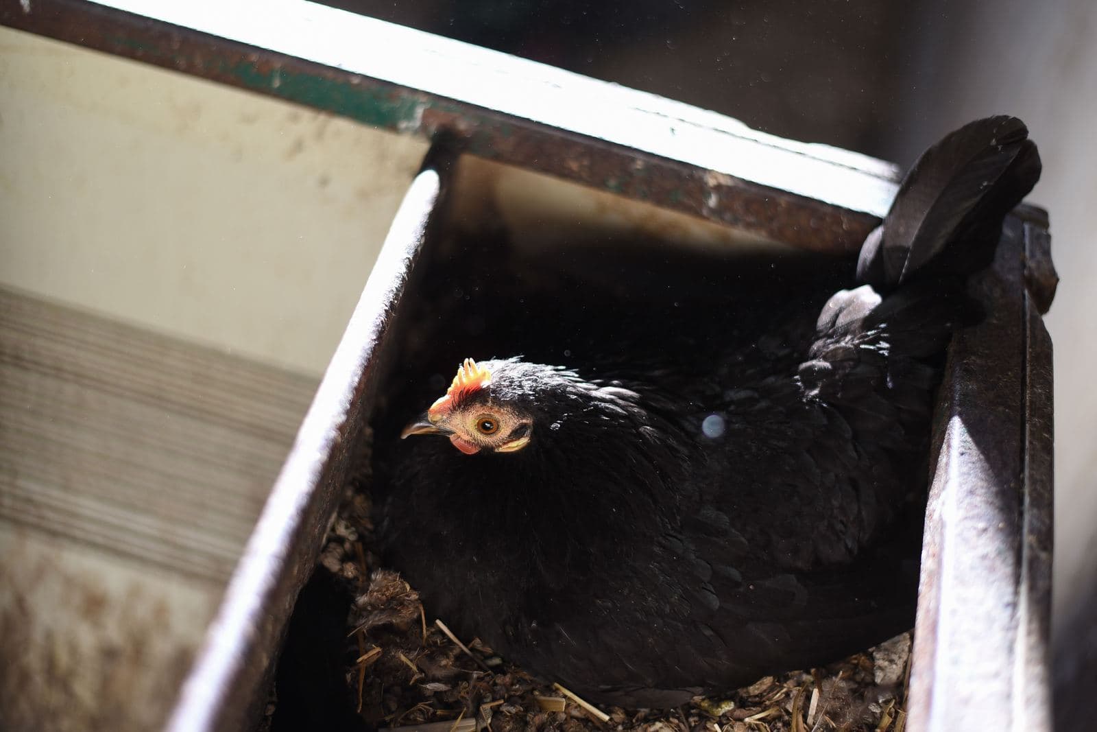 A black hen sitting in a metal nest box lined with straw