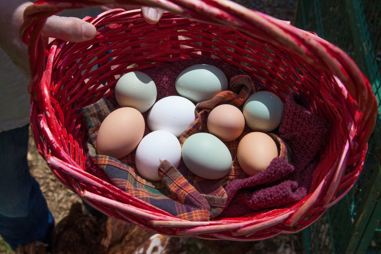 A wire basket holding freshly collected brown eggs