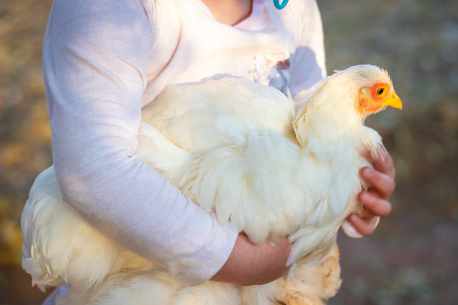 A person holding a hen in both hands