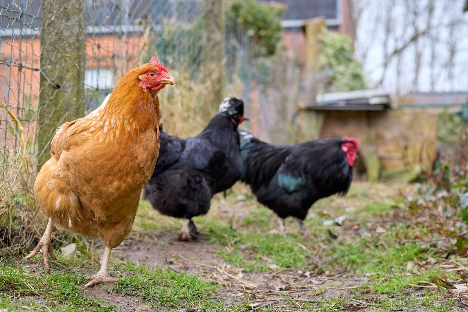 A buff hen and two black hens in a fenced backyard run