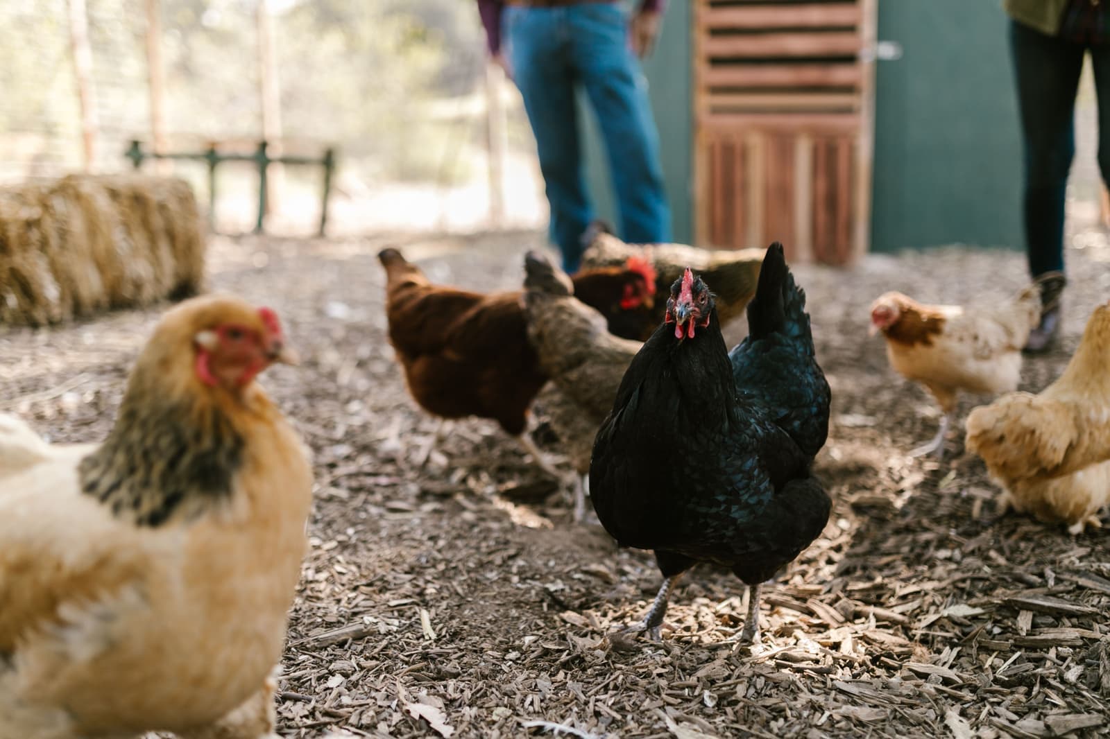 Four hens foraging on grass in a fenced backyard