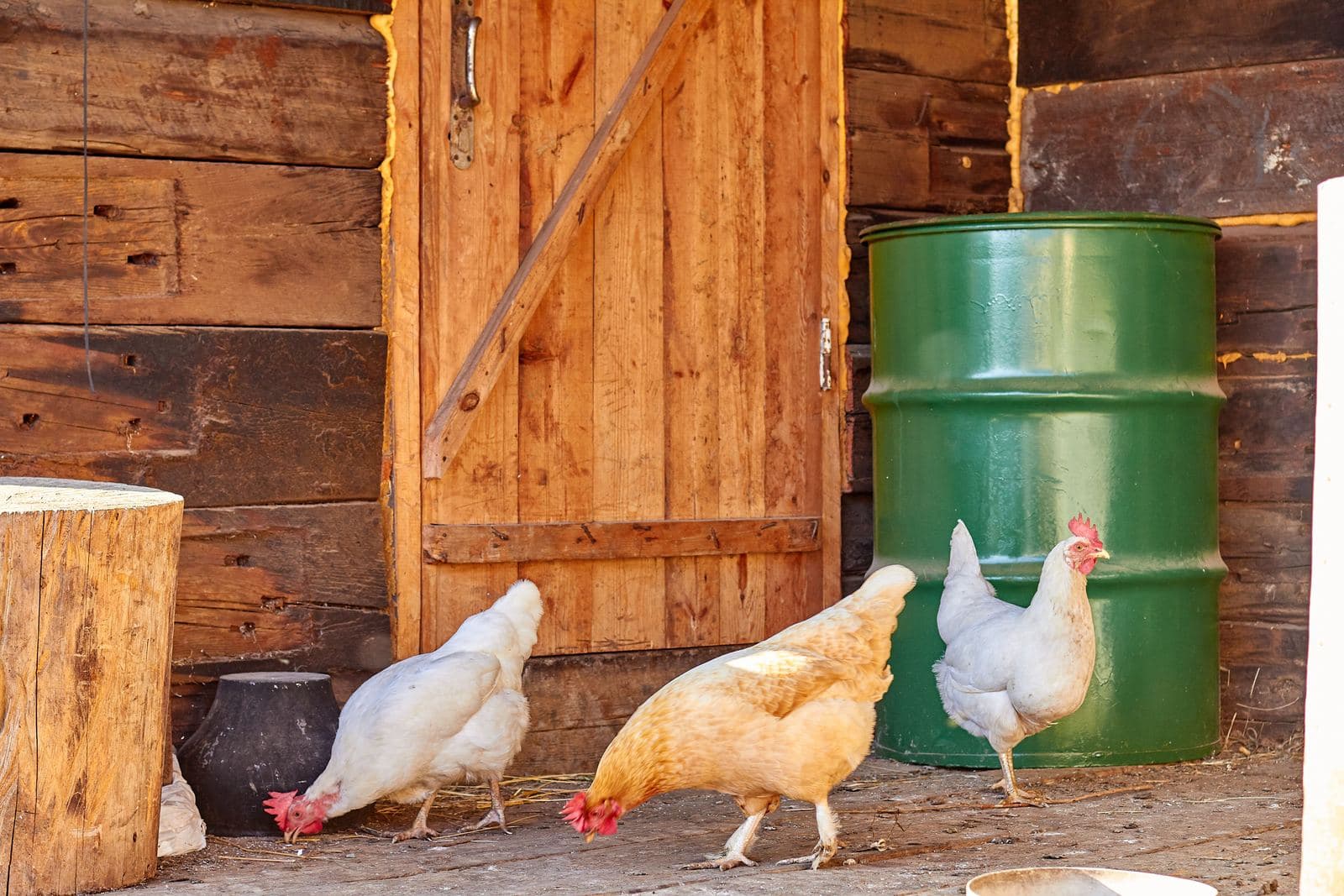 Three pale hens pecking at the floor of a wooden barn beside a closed plank door and a green steel drum
