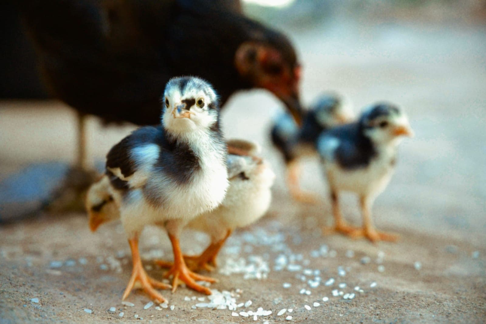A three-week-old chick beginning to grow wing feathers